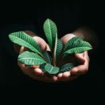 person holding green leaves in dark room